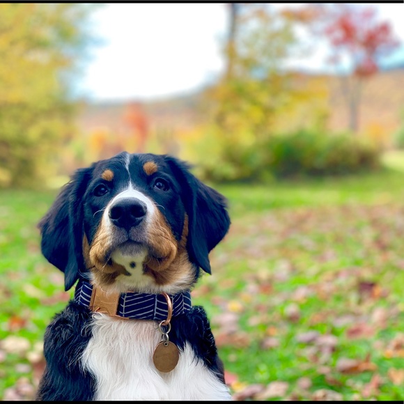 Hi, I’m Robin! Welcome to my closet 💃🏻 - Picture 2 of 3